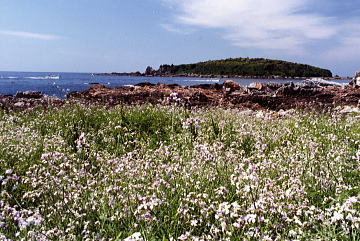 稲積島